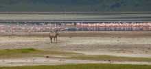 Zebra in rosa Wolken / ***