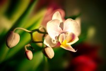 Orchidee / ...