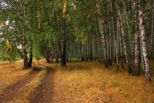 Birch Grove / ***