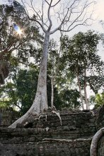 Bäume wachsen auf dem Dach / [img]http://img-d.photosight.ru/4b9/5858826_large.jpg[/img]
