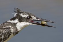 Little Pied Kingfisher - Pied Kingfisher / ***