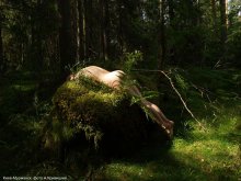 Forest, naked girl / Forest, naked girl
