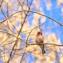 Hymne an die Sonne / ***