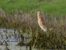 Possession gelbe heron / ***