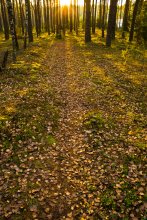 Herbst Sonnenuntergang im Wald / ***