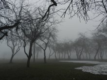 Frühling Nebel im alten Park ... / ***