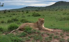 Lioness / ***