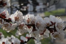 Der Frühling ist gekommen / ***