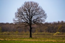 Frühling Einsamkeit. / ***