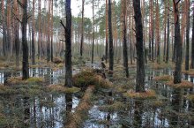 Spring Forest / ***