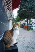 Istanbul - eine Stadt der Katzen / ***