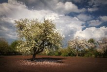 Nach dem Regen / ***