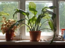 Blumen auf einer Schule Fenster / ***