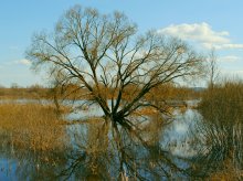 über einen Baum / *******