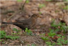 Ein Freund der Amsel / ***