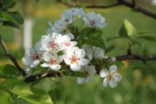 Birnenblüte! / ***