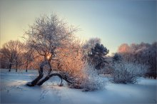 Frosty day / *******