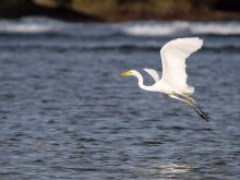 Eastern Reef Reiher (Egretta sacra) / ***