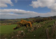 Blühende ... über den Wacholder und spitzen Berg ... / ...The Great Sugar loaf...