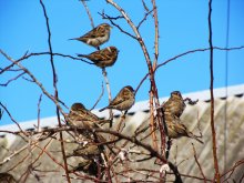 Sparrows im Januar / ***