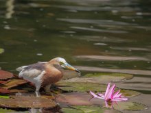 Malay Teich Reiher (Adeola speciosa) / ***