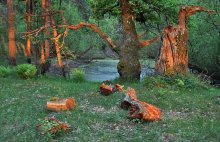 In Polesskoe Reserve / ***