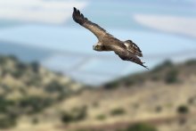 Geboren, um zu fliegen / ***