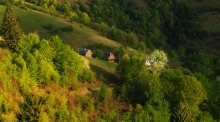 Bauernhaus mit einem blühenden Baum in den Karpaten / ***