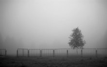 morning fog / ***
