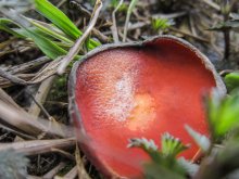 Red Mushroom / ***