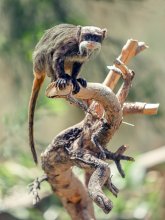 Kaiser Tamarin / ***