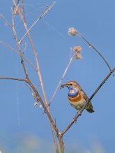 Porträt einer Blaukehlchen im Inneren / ***