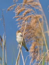 Indian (Acrocephalus Agricola) / ***