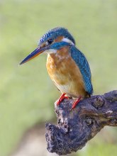 Duma Kingfisher / ***