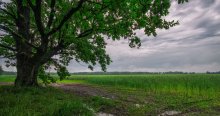 Nach dem Regen / ***