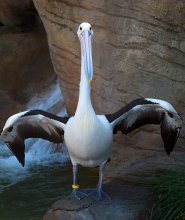 Australischer Pelikan / ***