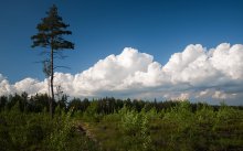 Wolken über den Wald / ***