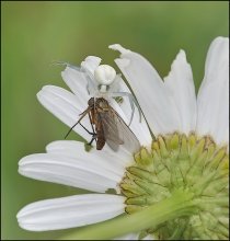 Leben, und zwar nicht nur unter den Gänseblümchen ... / ***