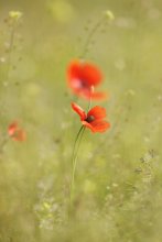 Tenderness Mohnblumen / ***