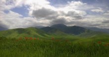 Berg Poppies / ***