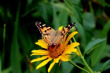 Schmetterling und Blume. / ***