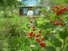 Die Kabinenfenster zum Garten ... / ***