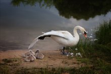 Unter Mamas Flügel / ---------