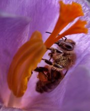 Sammeln von Pollen / ...................................