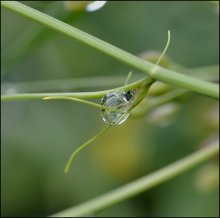 Der Anteil der regen ... / ***