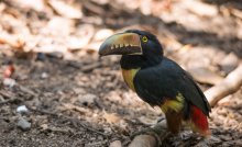 blade beak (Collared Aracari) / blade beak (Collared Aracari)