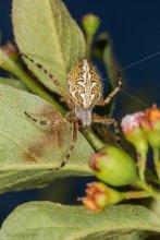 Akulepeyra oder Spinne Eiche / Aculepeira ceropegia