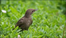 Starling und die Ameise / ***