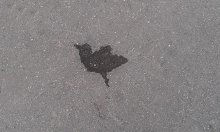 Puddle Kolibri / ***