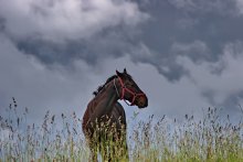 Auf dem Feld und das Pferd ... / ***